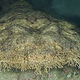Tasselled wobbegong.